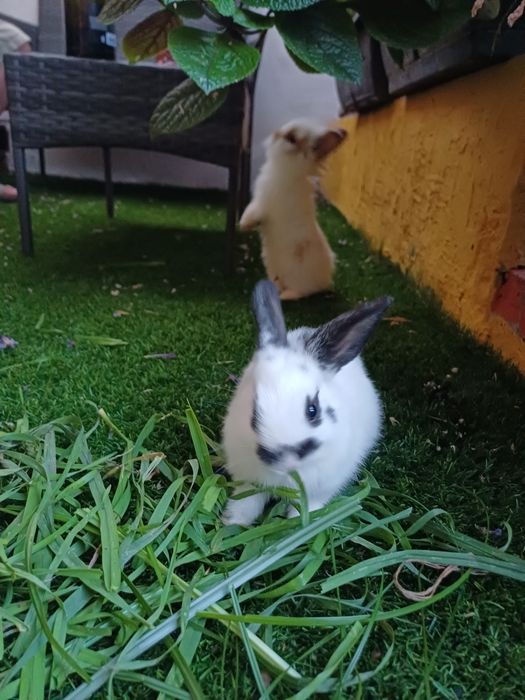 Coelhos anões - flhos de mãe holland lop (orelhas caídas)e pai juba de leão