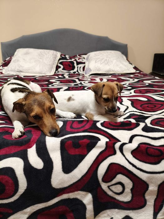 Продам щенят Джек расел