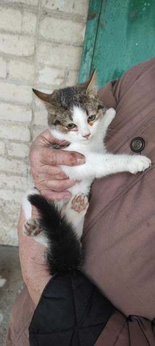 Киця в добрі руки