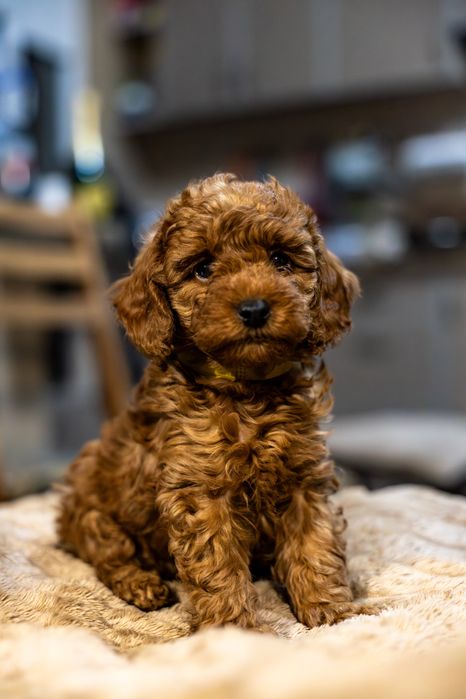 Щенок той пуделя мальчик