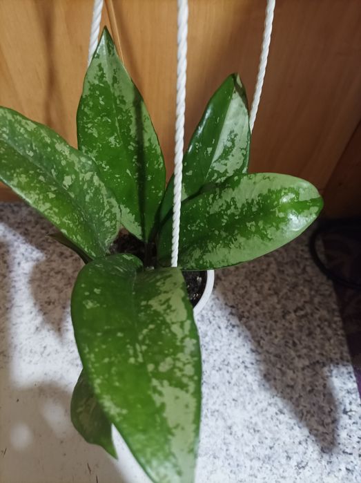 Хойя Керрі зелена