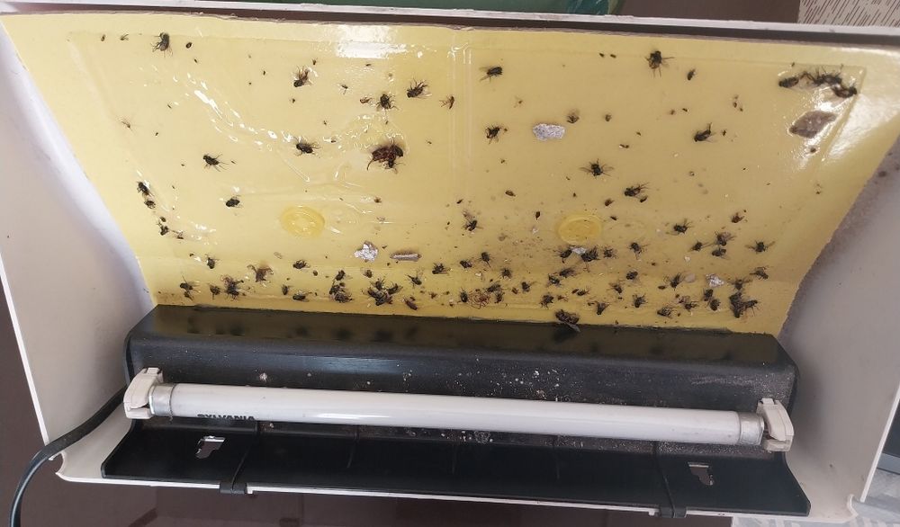 Aparelho de matar moscas e mosquitos