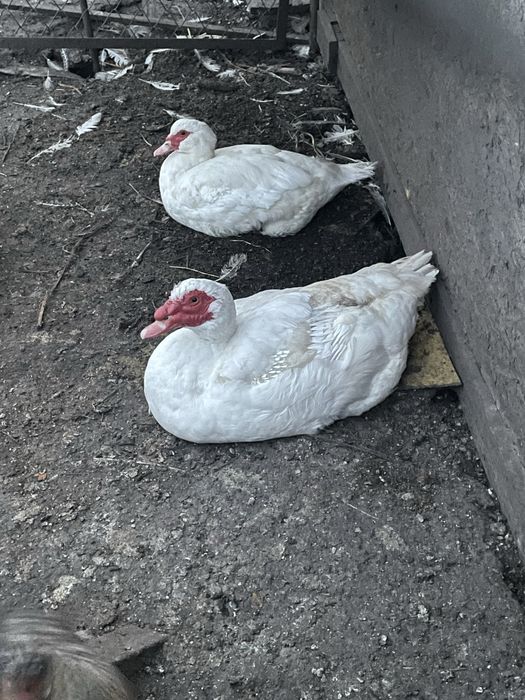 Індокачки мускусні качки