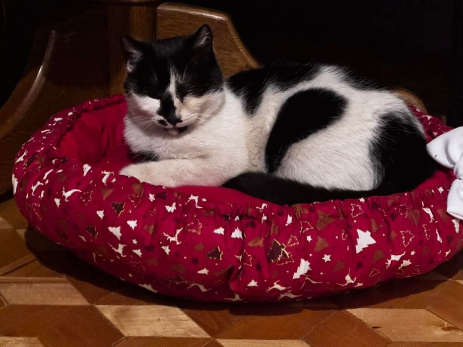 Mloda kotka Luna czeka na dom