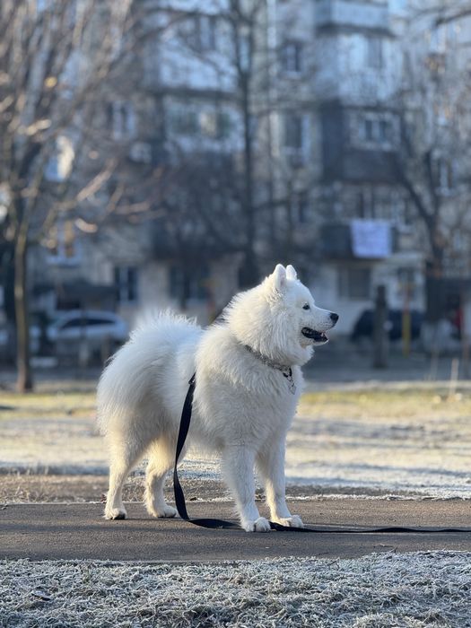 Вязка самоед.