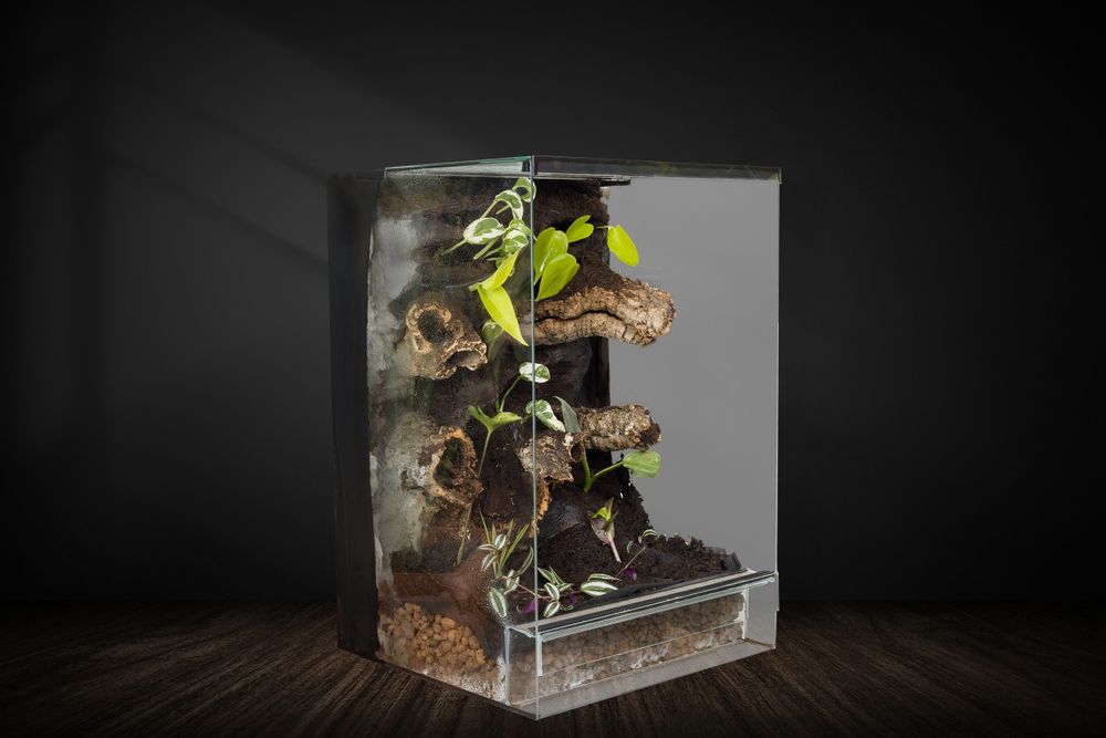 Terrarium tropikalne gekon