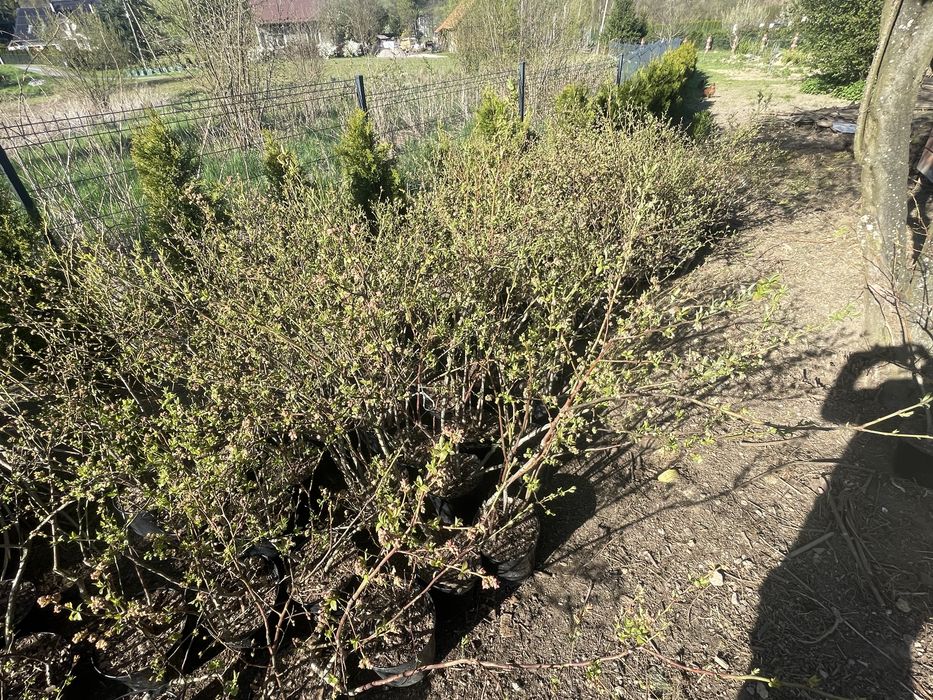 Sprzedam sadzonki borowki amerykanskiej i tuji