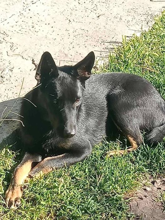 Метис вівчарки Джонні в добрі руки!