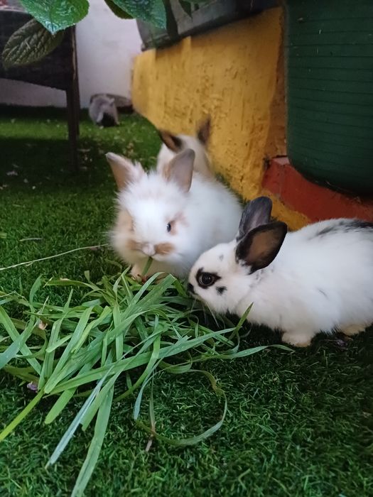 Coelhos anões - flhos de mãe holland lop (orelhas caídas)e pai juba de leão