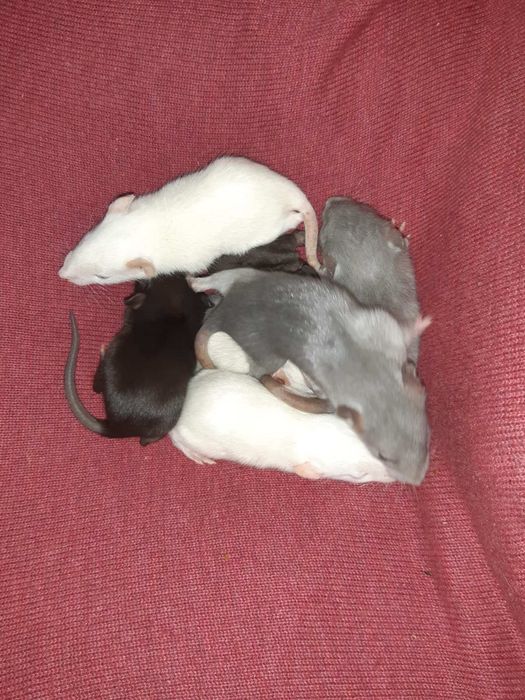 Крысята  крыса дамбо голубая щурята