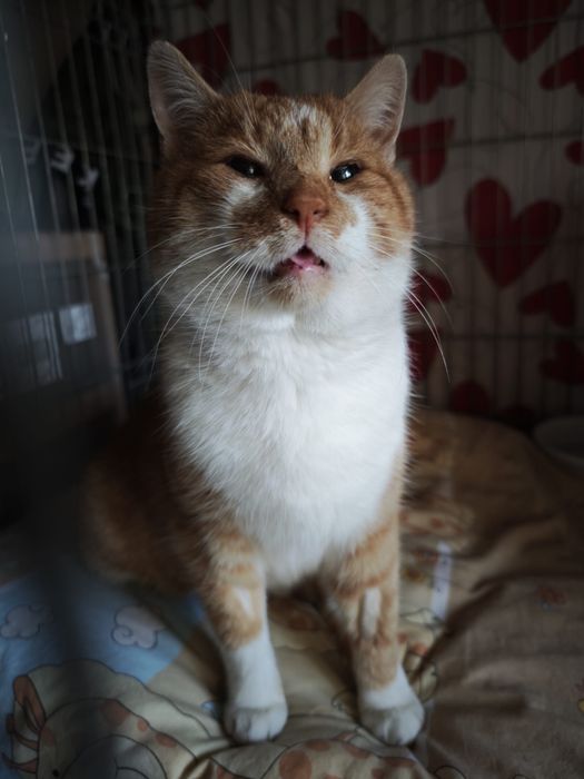 Kotek Mikuś szuka domu