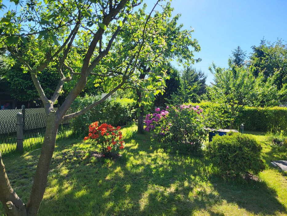 ROD Kościuszki Borowa – działka 300 m², murowana altanka - Widok 2