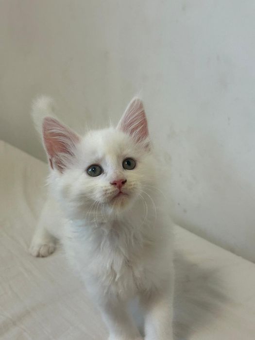 Linda gatinha branca  Maine Coon