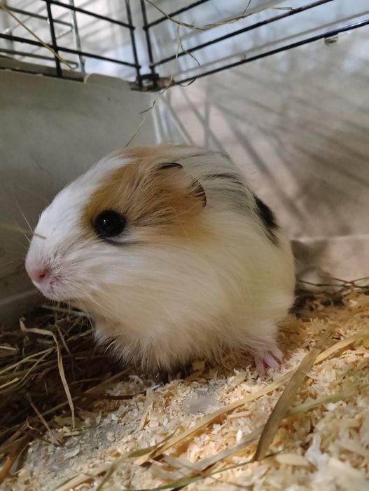 Piękne Świnki Morskie Samiczki i samiec