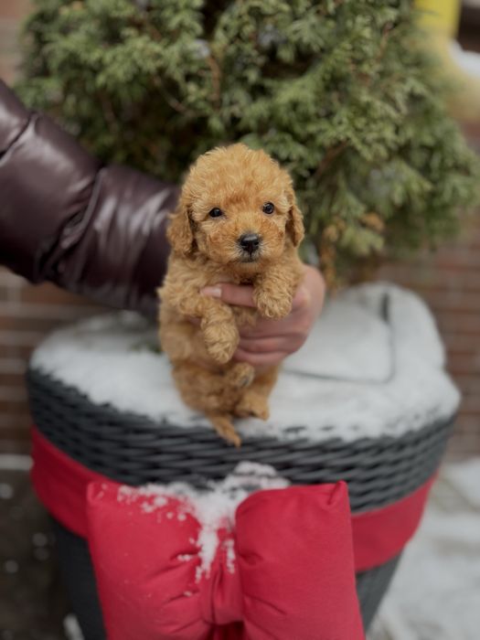 Мультяшні Мальтипу Ф1/Ф2