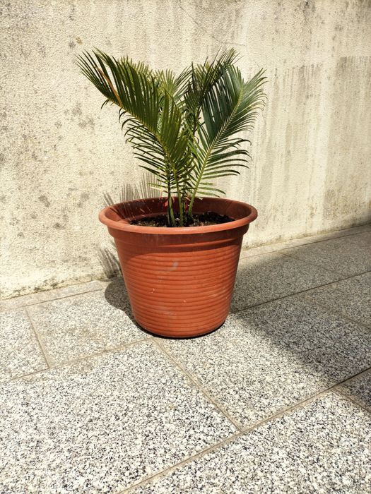 Palmeira para jardim