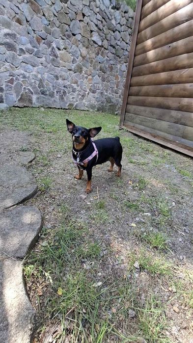 Цуценята цвєргпінчера