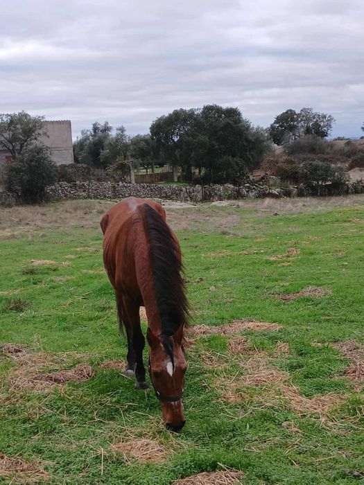 Egua mansa com 1.70m