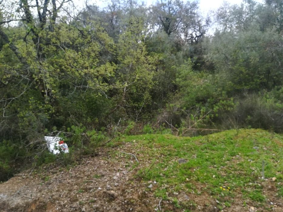 Limpeza de terrenos abate de árvores