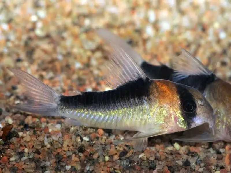 Kirys Adolfoi/Duplicaurelus - 3 cm - Sklep Zoologiczny ALTUM