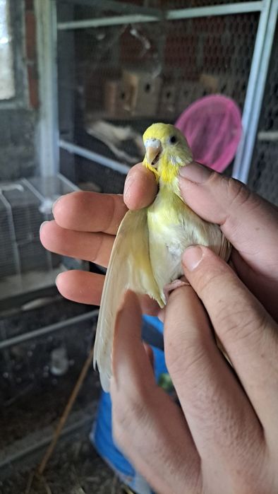 Piriquitos para vender