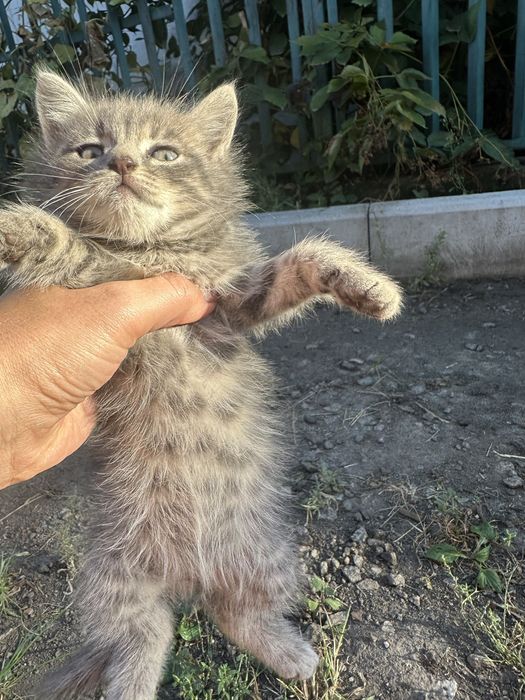 Котики і киці безкоштовно
