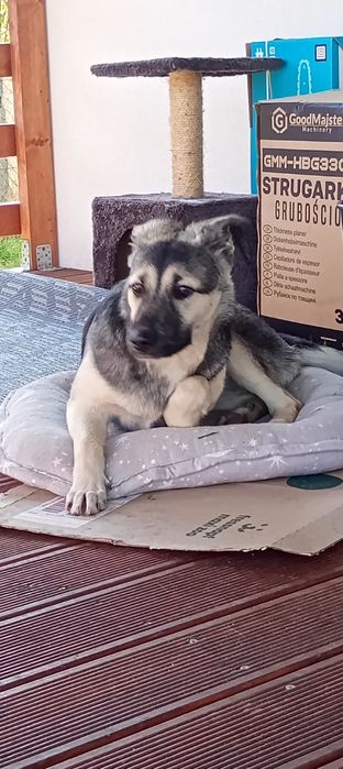 Pyza 5 miesięczna suczka szczeniak szuka domu