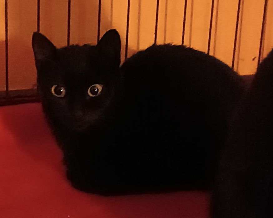 2 gatas pretas para Adoção!