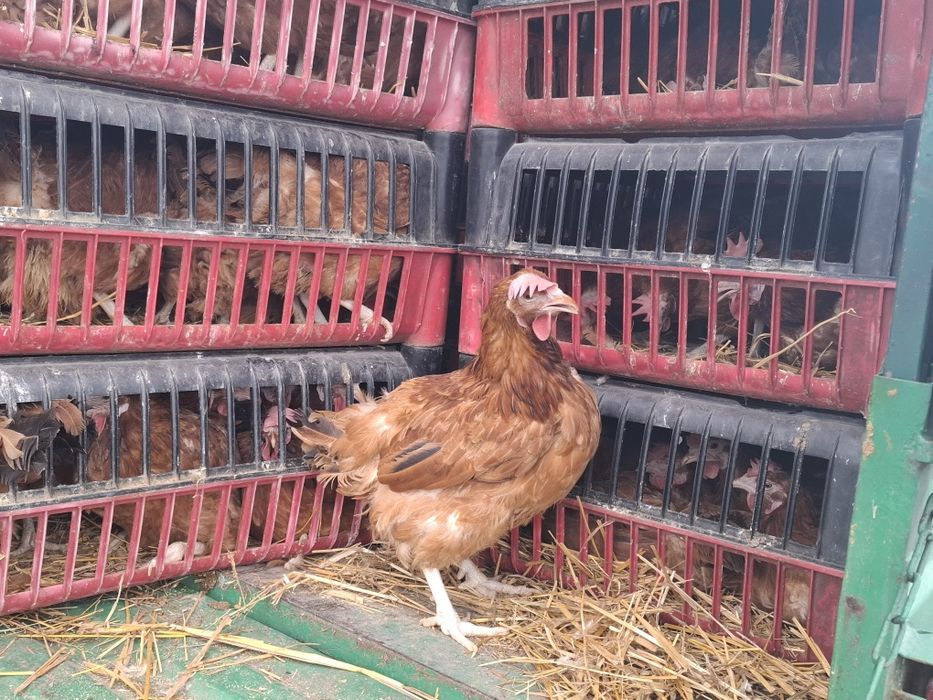 Kury młode nioski kokoszki