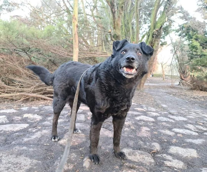 Spokojny Robin do adopcji!!! Pieski dowozimy!!!