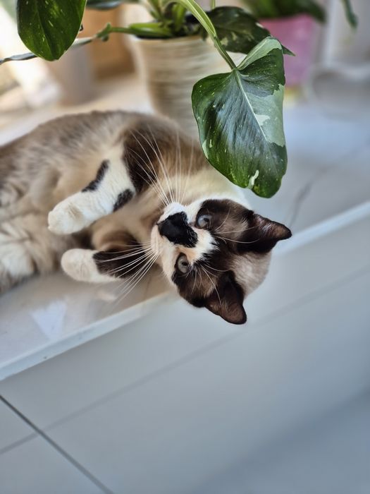 Piękna i dostojna Lili