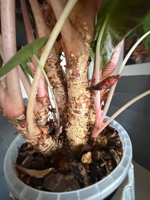 Alocasia alokazja pink dragon zestaw 6 bulw