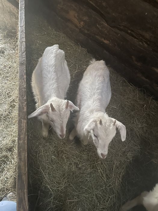 Sprzedam koziołki