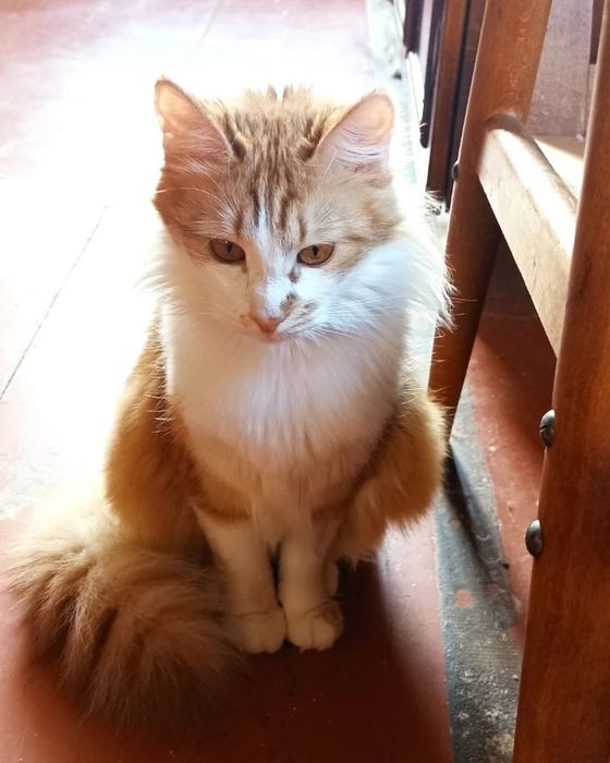 Отдам рыжую пушистую кошку, 10 месяцев, стерилизована