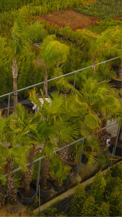 Coqueiros 300cm - 400cm TRONCO