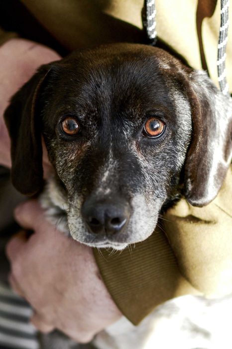 Cudowny Maksiu szuka domu