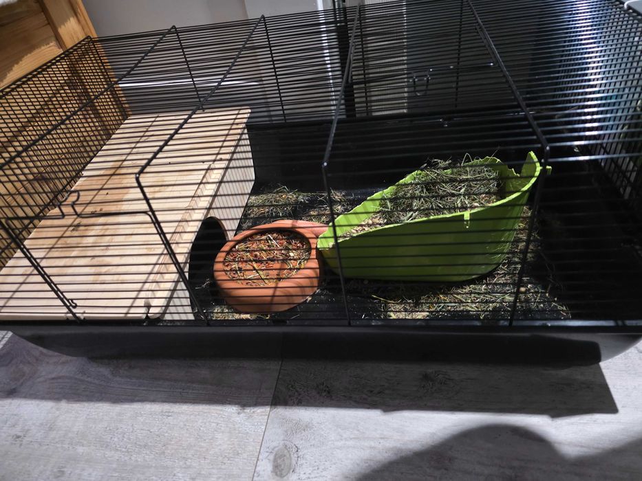 Królik królik klatka