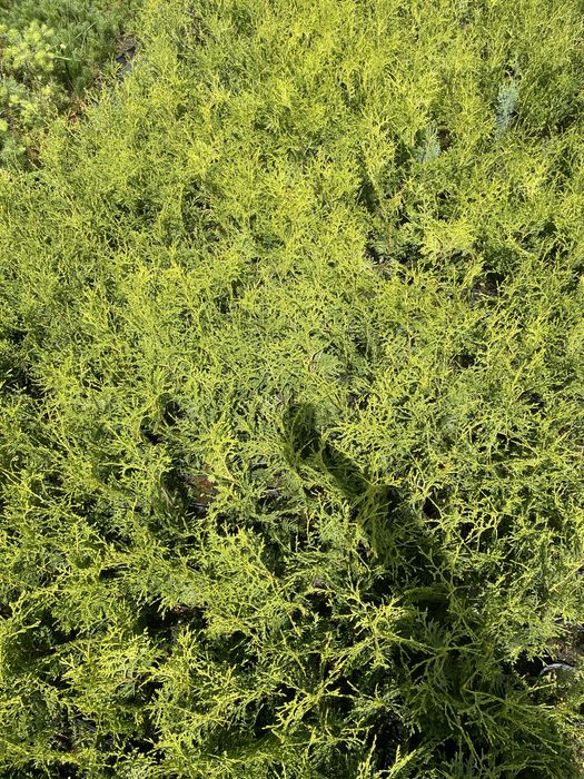 Th. Brabant 55-65cmDoniczka P10