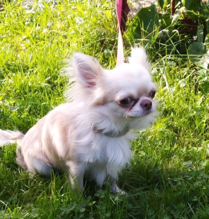 sliczny piesek chihuaha