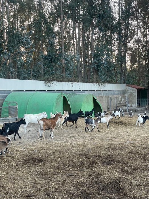 Vendo cabras de varias raças