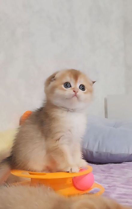 Шотландські кошенята золота шиншила