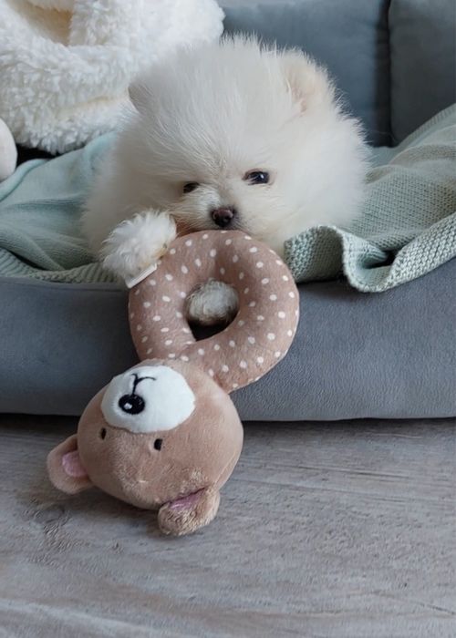 Szpic miniaturowy pomeranian piesek