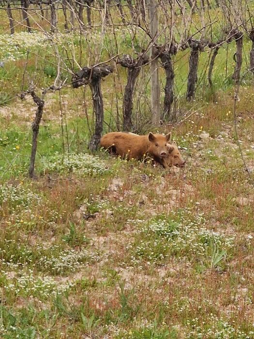 2 Porquinhos Kune Kune (2 irmãs)