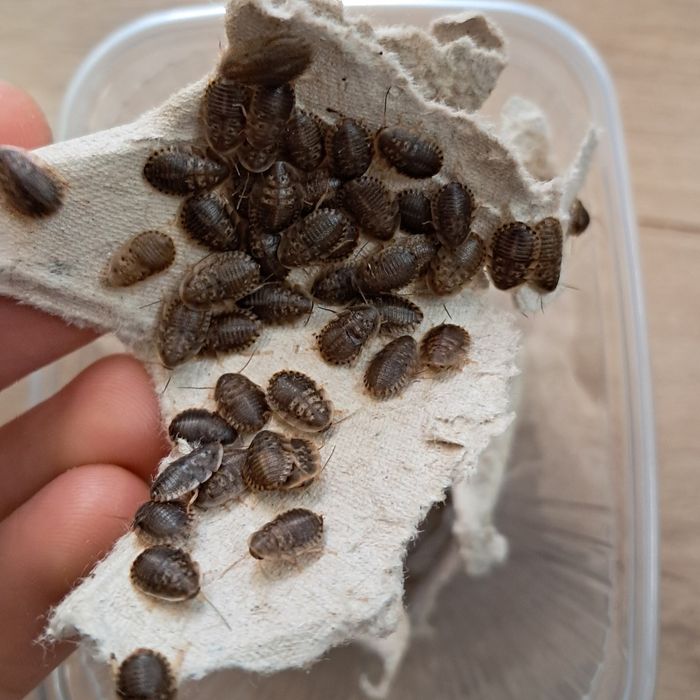 Karaczan argentyński Blaptica dubia karmówka wylęg 100szt.