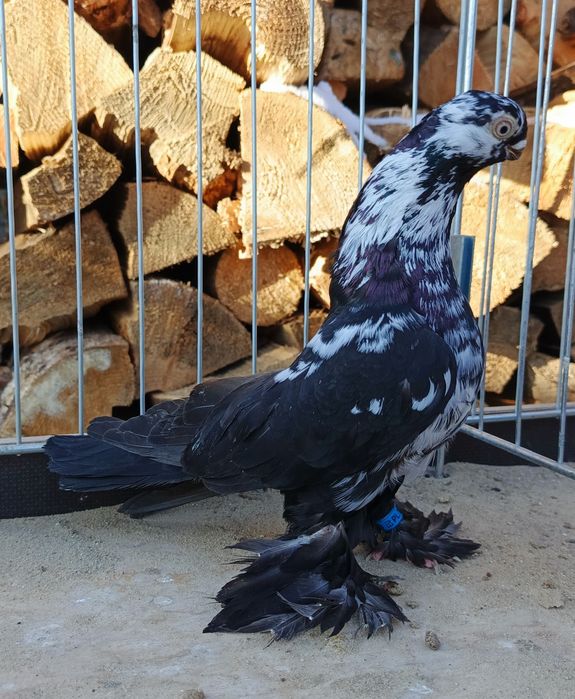 Motyl warszawski samczyk 24r. Motyle