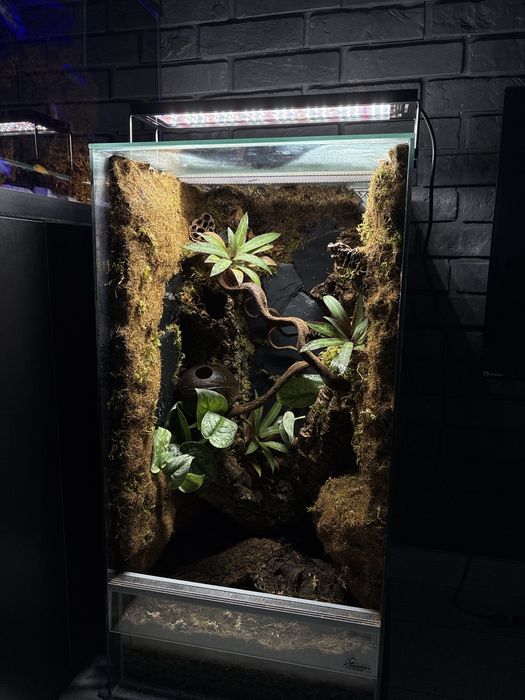 Nowe Terrarium BIOAKTYWNE PREMIUM – żywa dżungla z ekipą sprzątającą