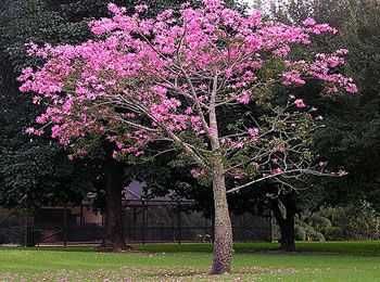 CEIBA SPECIOSA Rarytas!+Gratisy