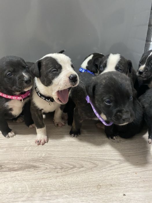 Щенята Кане-Корсо