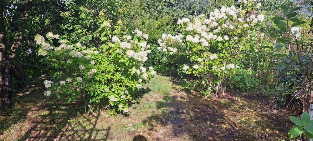 Sprzedam ogródek działkowy. - Widok 4