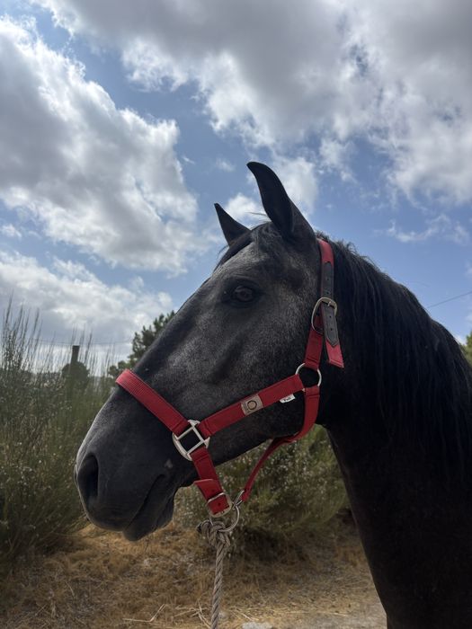 Poldro lusitano montado 4 anos